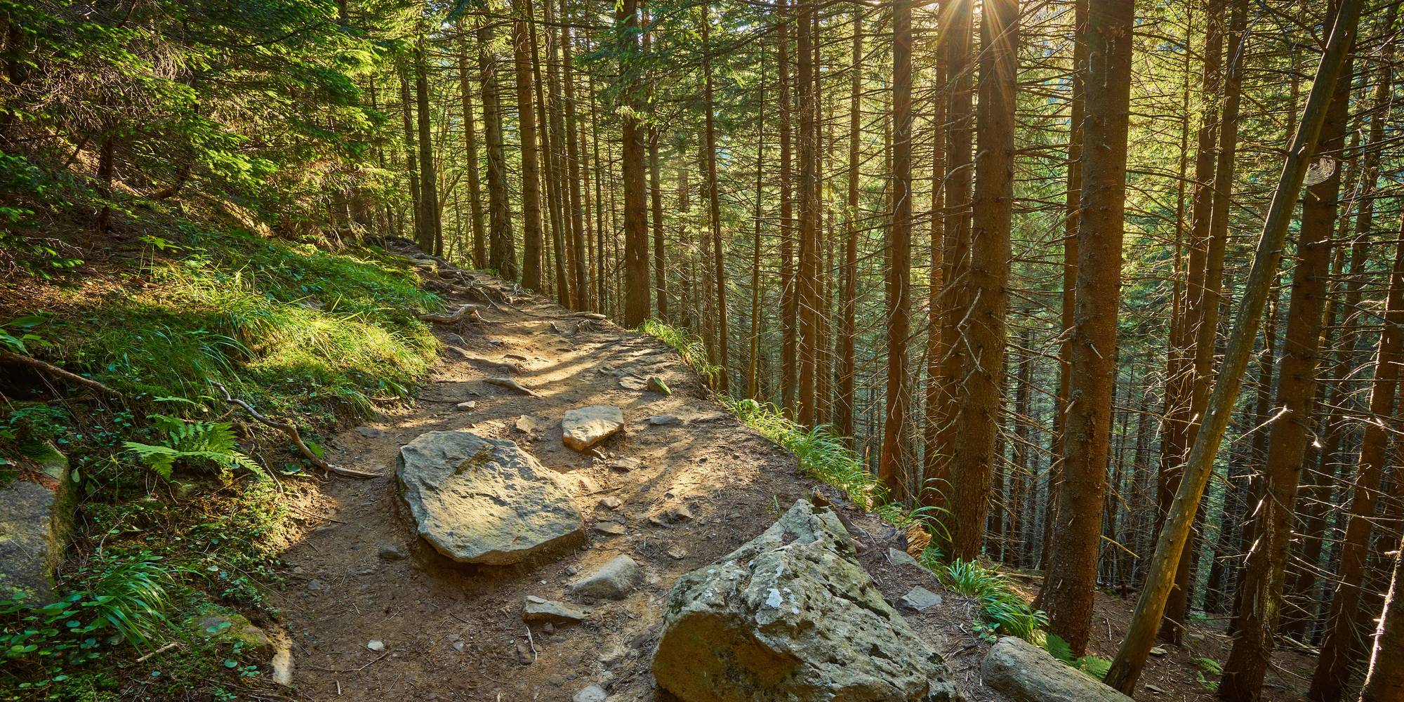 Sonnenlicht auf einem Waldweg zwischen Fichten